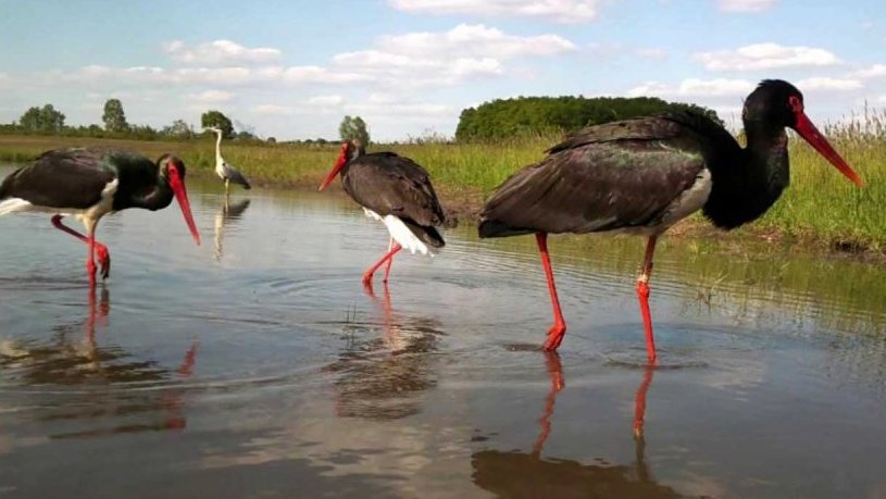 Vycházky za vodními ptáky
