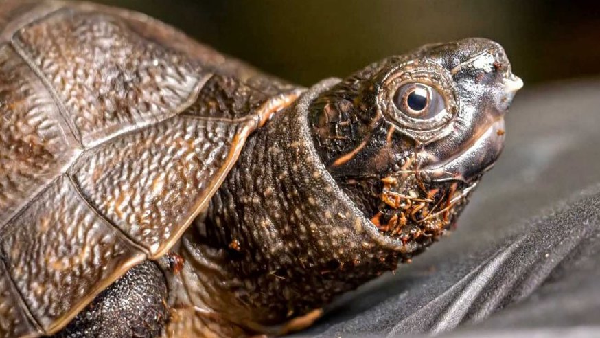 Den chovatelů želv v Zoo Praha
