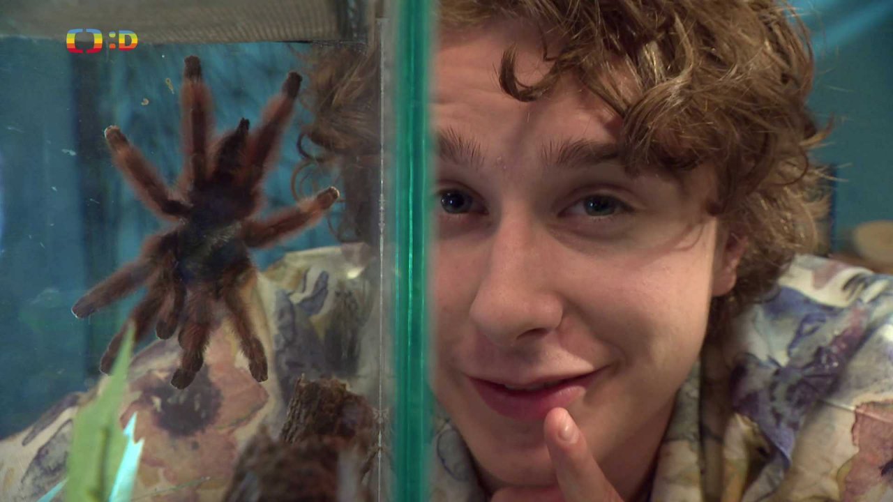 Bydlení pro pavouka sklípkana