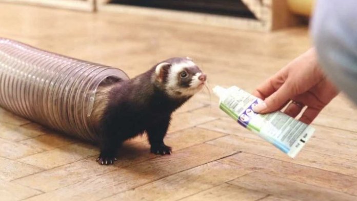 Mezinárodní výstava fretek