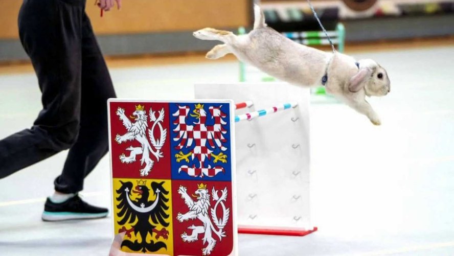 Kvalifikace na MČR v králičím hopu