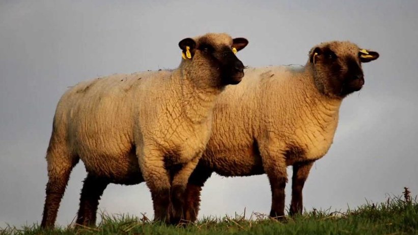 Wool Fest – Ostrava