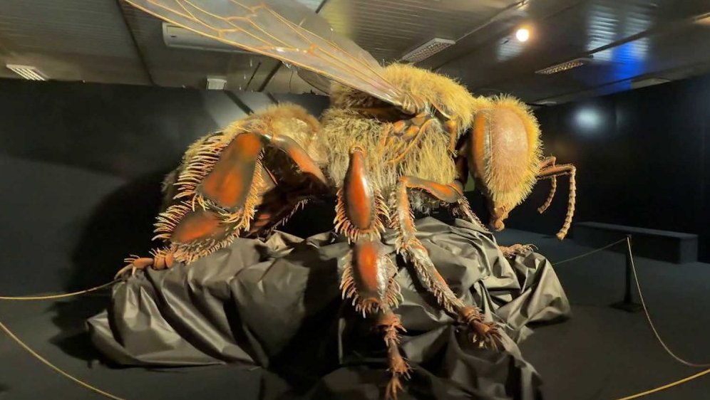 MegaBrouci – fascinující svět hmyzu v Českých Budějovicích