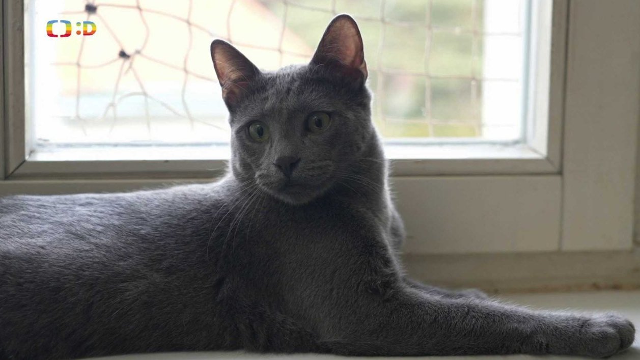 Příroda: Bengálská kočka