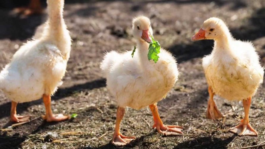 Za zvířátky na farmu