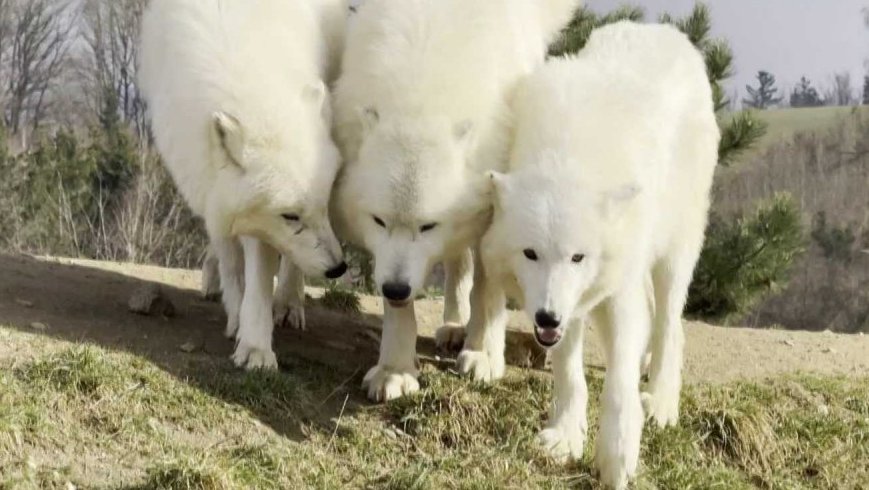 Narozeniny vlků v ZOO Tábor