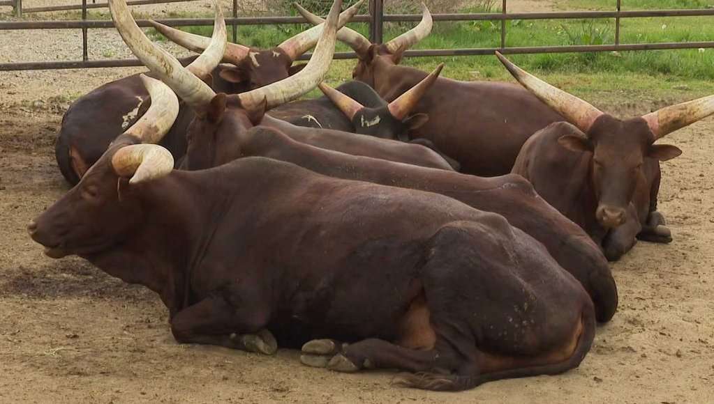 Zoo Dvorec