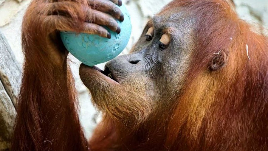 Mezinárodní den orangutanů