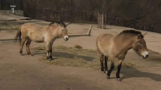 Zoo: koně Převalského