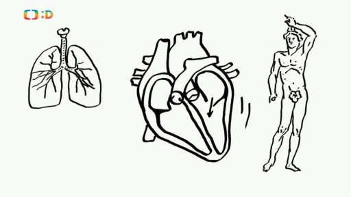 Nápověda: Jak funguje srdce?