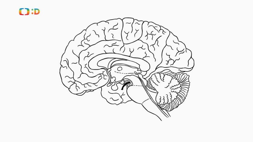 Nápověda: Velikost mozku