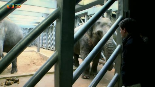 Pátrání: Sloni se dorozumívají pomocí infrazvuku