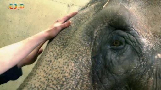 Pátrání: Návštěva u slonů