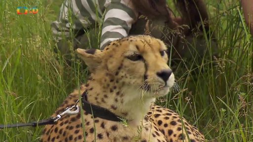 Příroda: Gepard jako domácí mazlíček