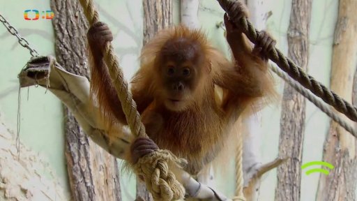 Příroda: Orangutan