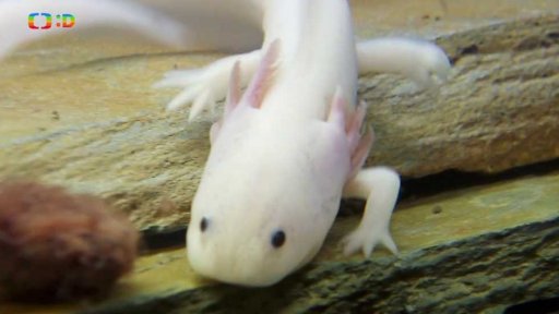 Příroda: Axolotl