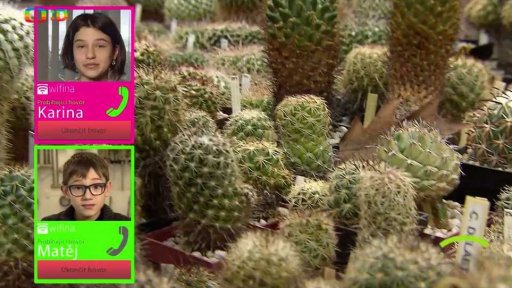Příroda: Kaktusy