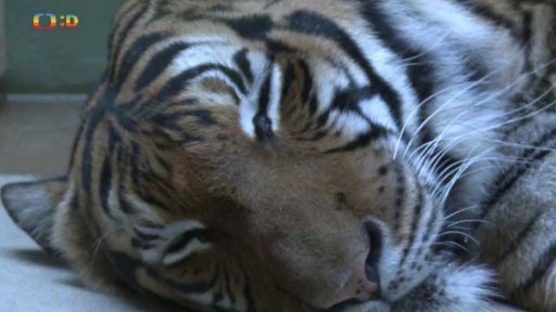 TýYó na výletě: Zoo Praha - Indonéský pavilon