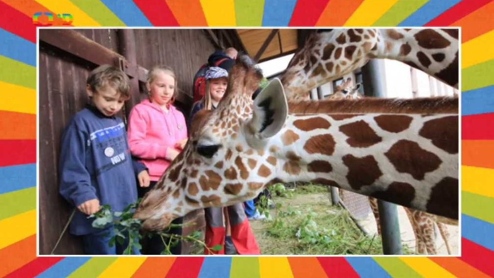 Mezinárodní den žiraf v zoo Dvůr Králové