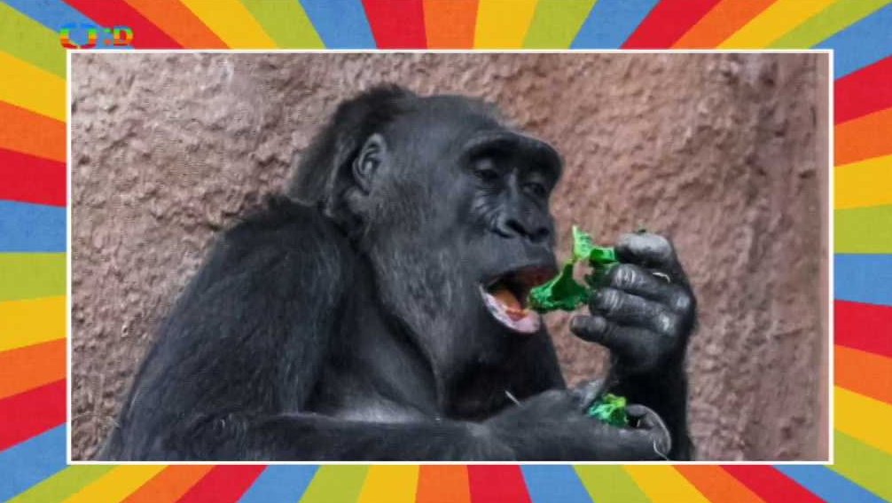 Gorilí narozeniny