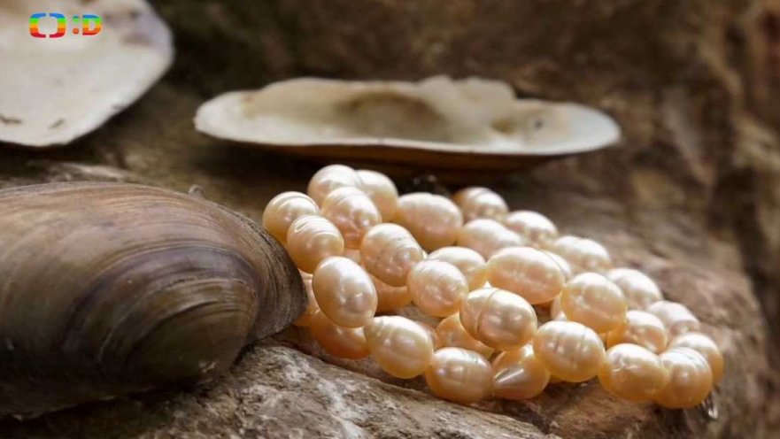 Příroda: Jak vznikají perly?