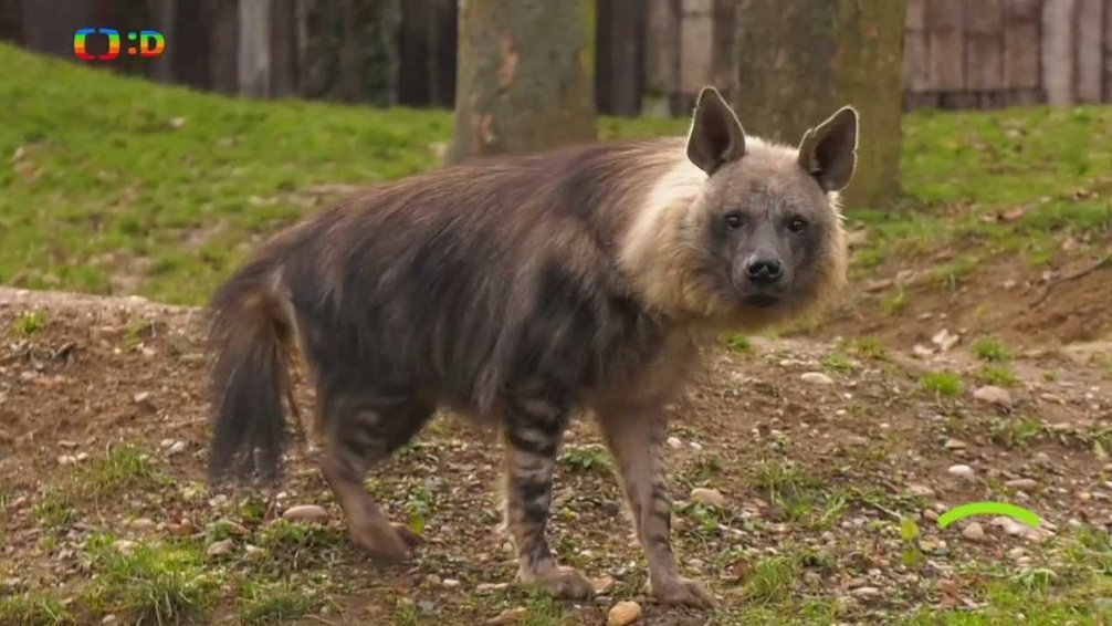 Příroda: Hyena