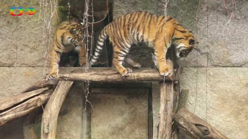Příroda: Tygr sumaterský