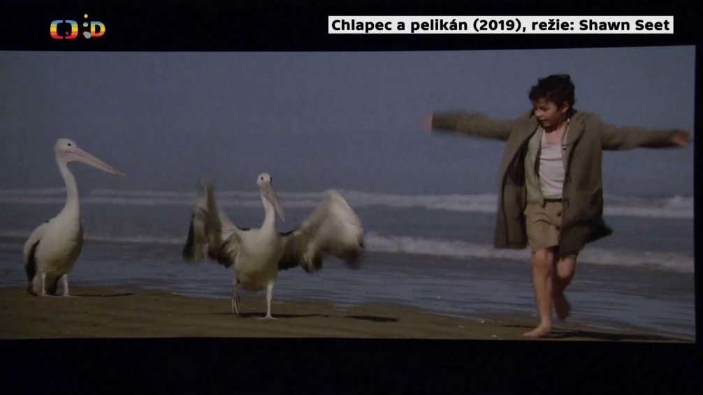 Australský film Chlapec a pelikán