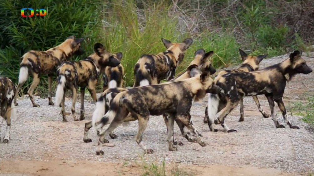Příroda: Psi hyenovití