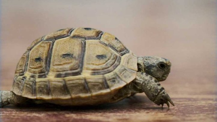 Zaostřeno na: Proč je želva pomalá?