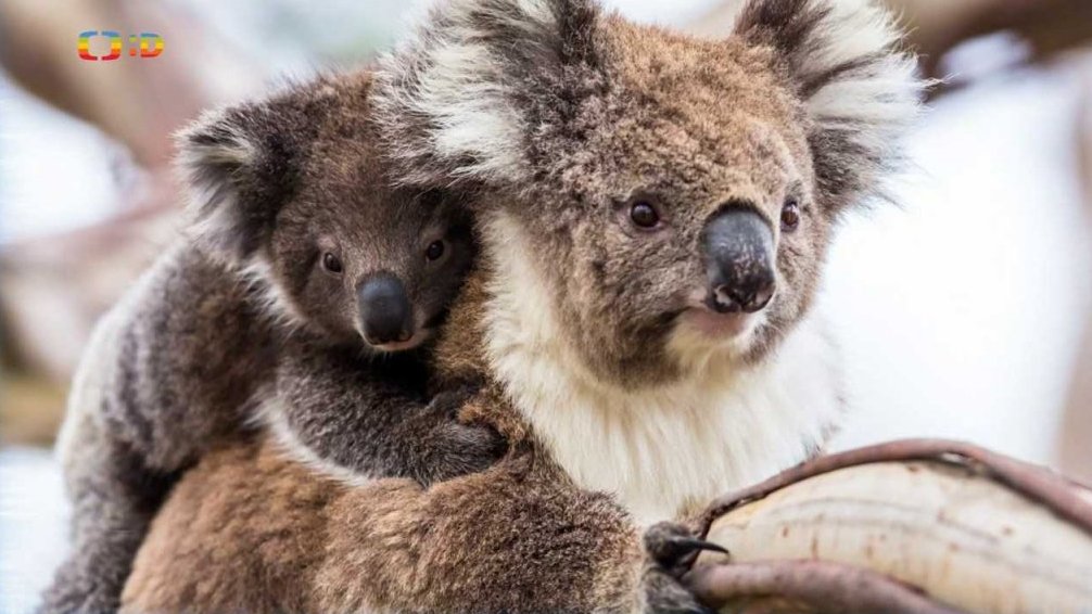Zaostřeno na: Koala, zvíře, které nepije