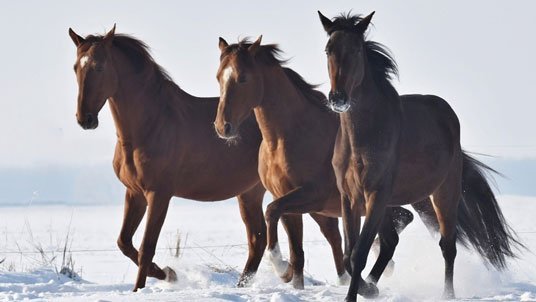 Lednový den s koňmi