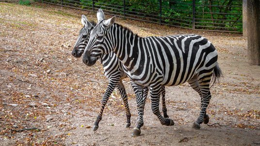 Den zeber v pražské Zoo