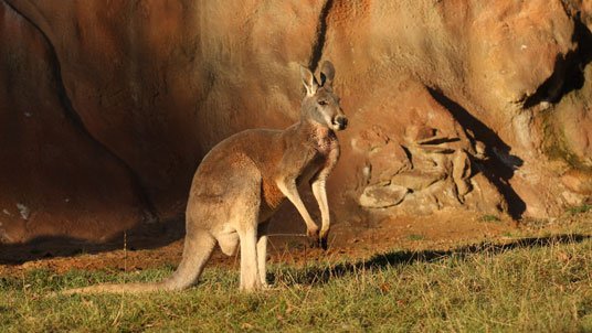 Den Austrálie v Zoo Jihlava