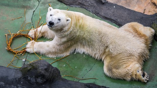 Den ledních medvědů v ZOO Praha