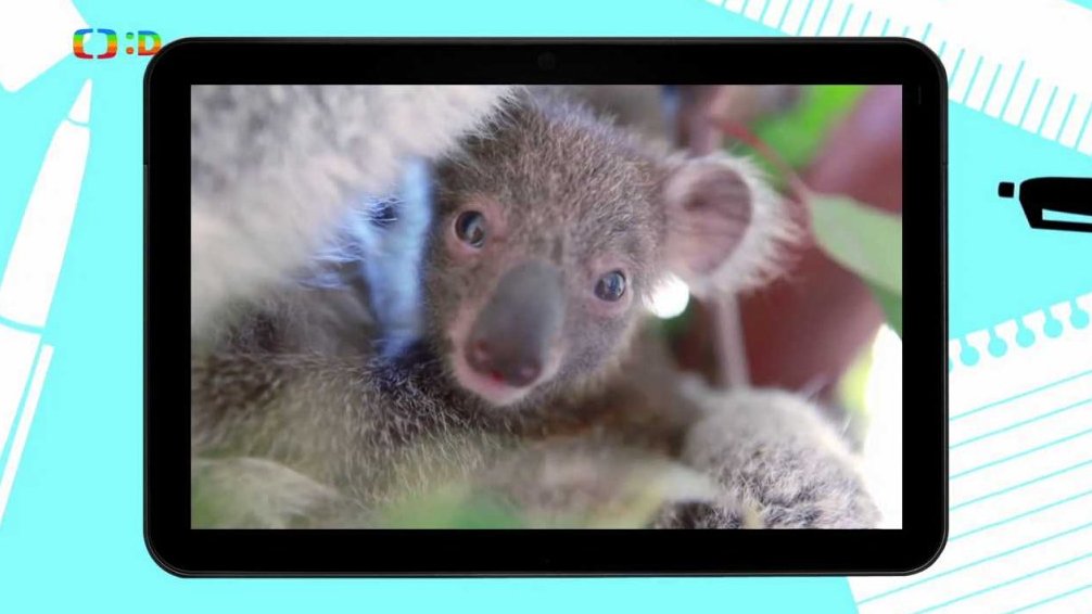 Zajímavost: Koala má stejné otisky prstů jako člověk