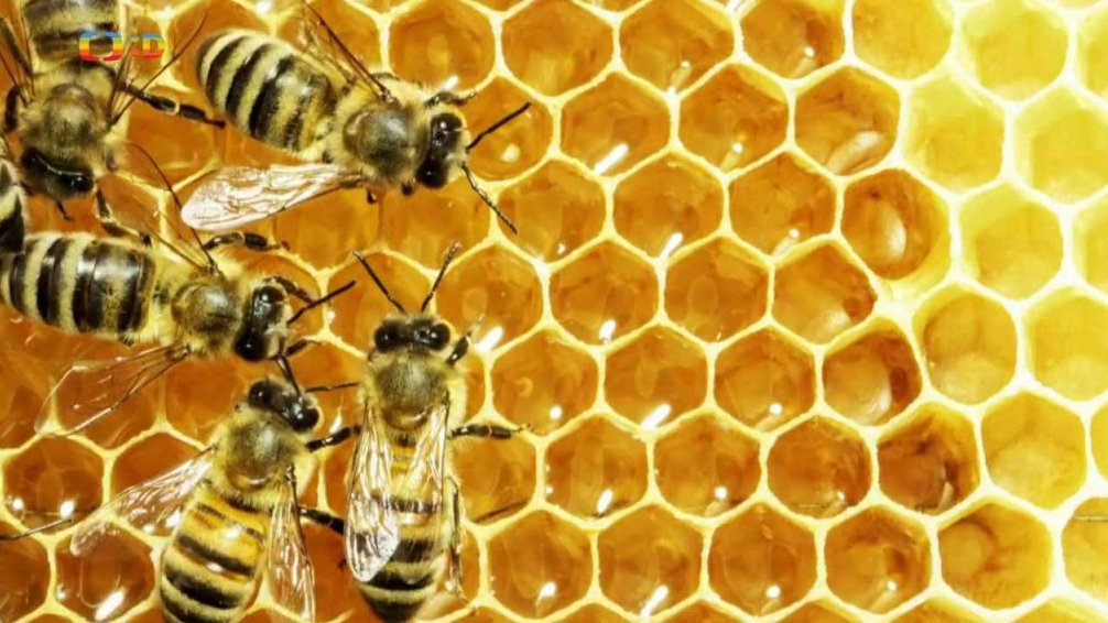 TyYo reportáž - Proč jsou včely důležité