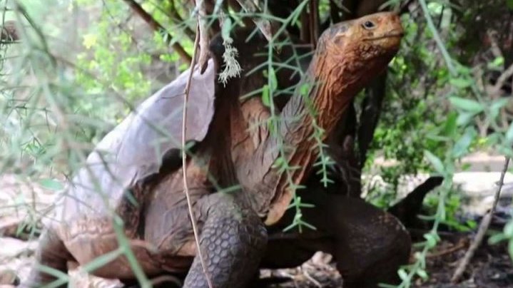 Zajímavost: Stoletý želvák Diego je zpátky v přírodě