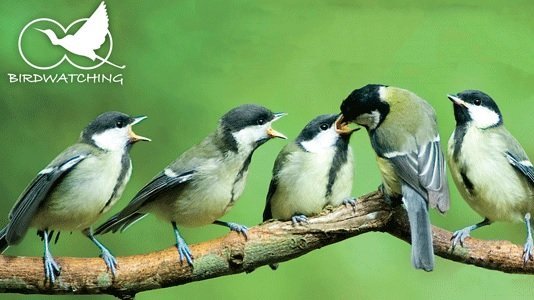 Birdwatching – pozorování ptáků