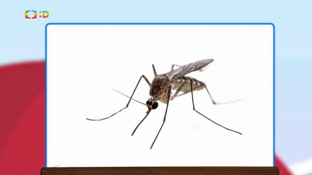 Zaostřeno na: Komár – upír hmyzí říše