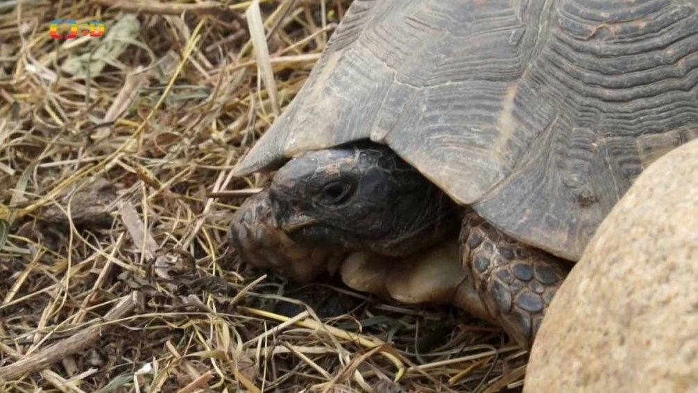 Reportáž: Jak chovat želvu