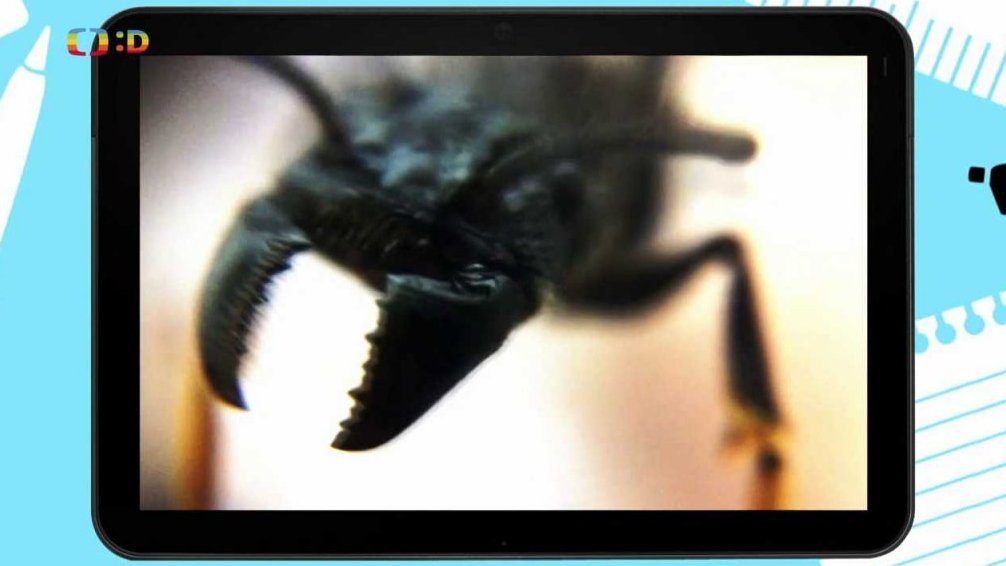 Zajímavost: Který hmyzí štípanec bolí nejvíc