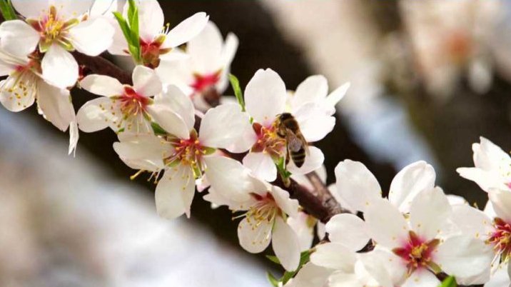 Den Země: Včelí stezka