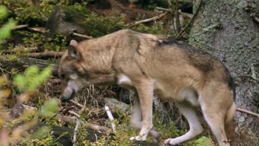 Reportáž: Výzkum vlků v přírodě