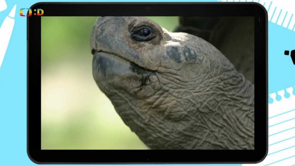 Wifi zajímavost: Vzácná želva sloní