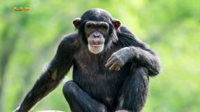 Zaostřeno na: Chování šimpanzů