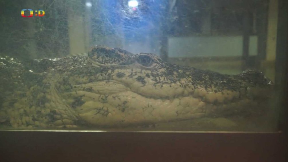 Krokodýlí ZOO