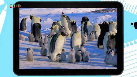 Sláva všem tučňákům, dnes je jejich světový den!