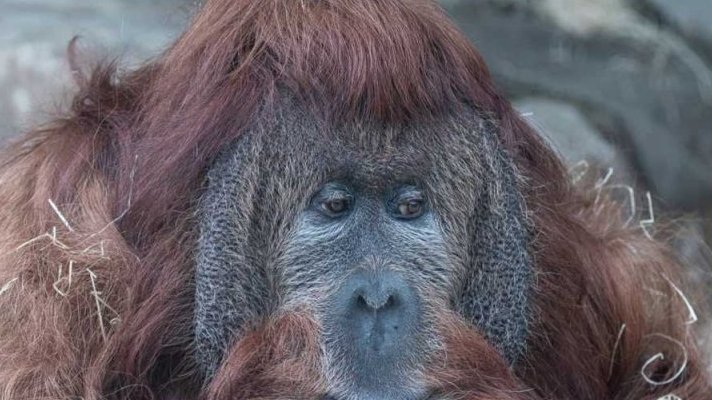 Ústí orangutany nepustí
