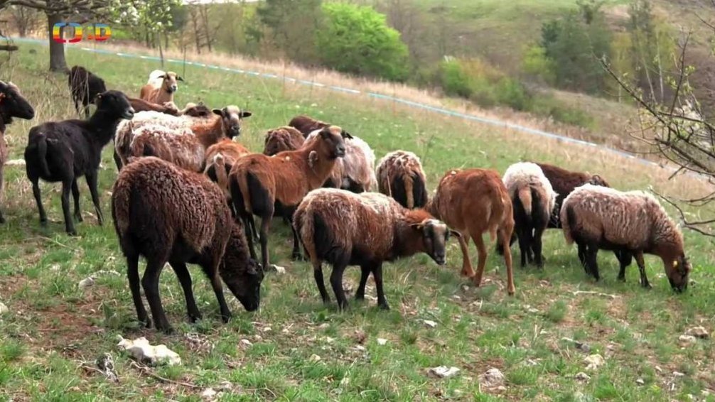 Příroda: Ovce jako sekačka